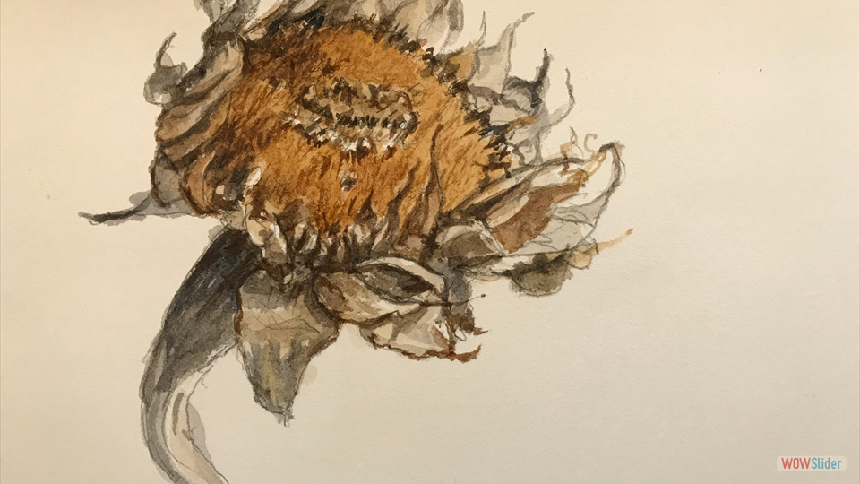 DRY SUNFLOWER IV watercolor