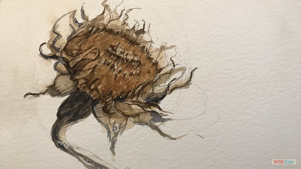 DRY SUNFLOWER STUDY watercolor